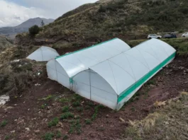 Cusco refuerza la protección de la producción agropecuaria ante lluvias, heladas y granizo Cusco refuerza la protección de la producción agropecuaria ante lluvias, heladas y granizo