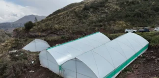 Cusco refuerza la protección de la producción agropecuaria ante lluvias, heladas y granizo Cusco refuerza la protección de la producción agropecuaria ante lluvias, heladas y granizo
