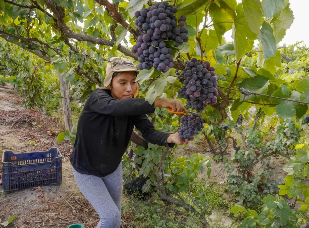 Ica abre su temporada de vendimia con cosecha temprana de uvas pisqueras