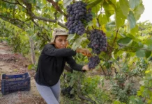 Ica abre su temporada de vendimia con cosecha temprana de uvas pisqueras Ica abre su temporada de vendimia con cosecha temprana de uvas pisqueras