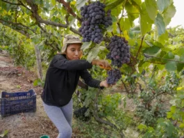 Ica abre su temporada de vendimia con cosecha temprana de uvas pisqueras Ica abre su temporada de vendimia con cosecha temprana de uvas pisqueras