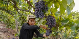 Ica abre su temporada de vendimia con cosecha temprana de uvas pisqueras Ica abre su temporada de vendimia con cosecha temprana de uvas pisqueras