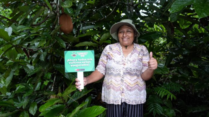 MIDAGRI activa Seguro Agrícola 2025-2026 para atender cultivos afectados por lluvias intensas