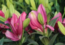 Agricultura familiar en Perú destaca a nivel mundial por gestión sostenible del agua Agricultura familiar en Perú destaca a nivel mundial por gestión sostenible del agua