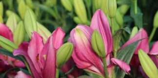 Agricultura familiar en Perú destaca a nivel mundial por gestión sostenible del agua Agricultura familiar en Perú destaca a nivel mundial por gestión sostenible del agua