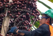 Estado refuerza la conservación de los bosques y humedales amazónicos con apoyo de Japón Estado refuerza la conservación de los bosques y humedales amazónicos con apoyo de Japón