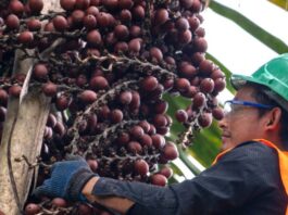 Estado refuerza la conservación de los bosques y humedales amazónicos con apoyo de Japón Estado refuerza la conservación de los bosques y humedales amazónicos con apoyo de Japón