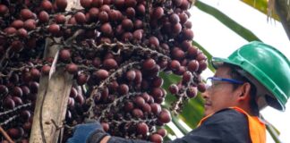 Estado refuerza la conservación de los bosques y humedales amazónicos con apoyo de Japón Estado refuerza la conservación de los bosques y humedales amazónicos con apoyo de Japón