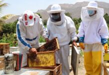 Miel peruana ingresa al mercado paraguayo tras homologación sanitaria Miel peruana ingresa al mercado paraguayo tras homologación sanitaria