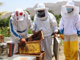 Miel peruana ingresa al mercado paraguayo tras homologación sanitaria Miel peruana ingresa al mercado paraguayo tras homologación sanitaria