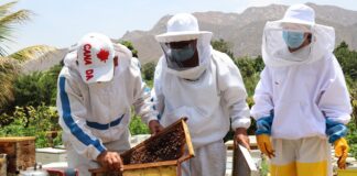 Miel peruana ingresa al mercado paraguayo tras homologación sanitaria Miel peruana ingresa al mercado paraguayo tras homologación sanitaria