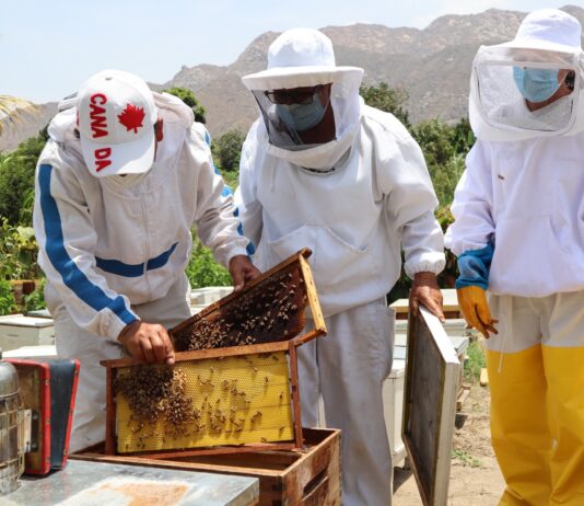 Miel peruana ingresa al mercado paraguayo tras homologación sanitaria Miel peruana ingresa al mercado paraguayo tras homologación sanitaria