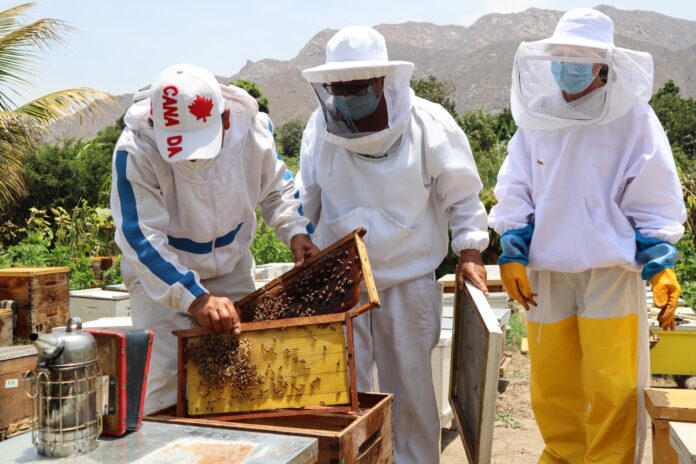 Miel peruana ingresa al mercado paraguayo tras homologación sanitaria Miel peruana ingresa al mercado paraguayo tras homologación sanitaria