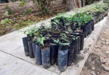 Gobierno Regional de Piura impulsa la reforestación con algarrobos en Máncora Gobierno Regional de Piura impulsa la reforestación con algarrobos en Máncora