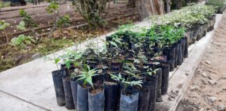 Gobierno Regional de Piura impulsa la reforestación con algarrobos en Máncora Gobierno Regional de Piura impulsa la reforestación con algarrobos en Máncora