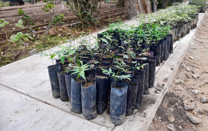Gobierno Regional de Piura impulsa la reforestación con algarrobos en Máncora