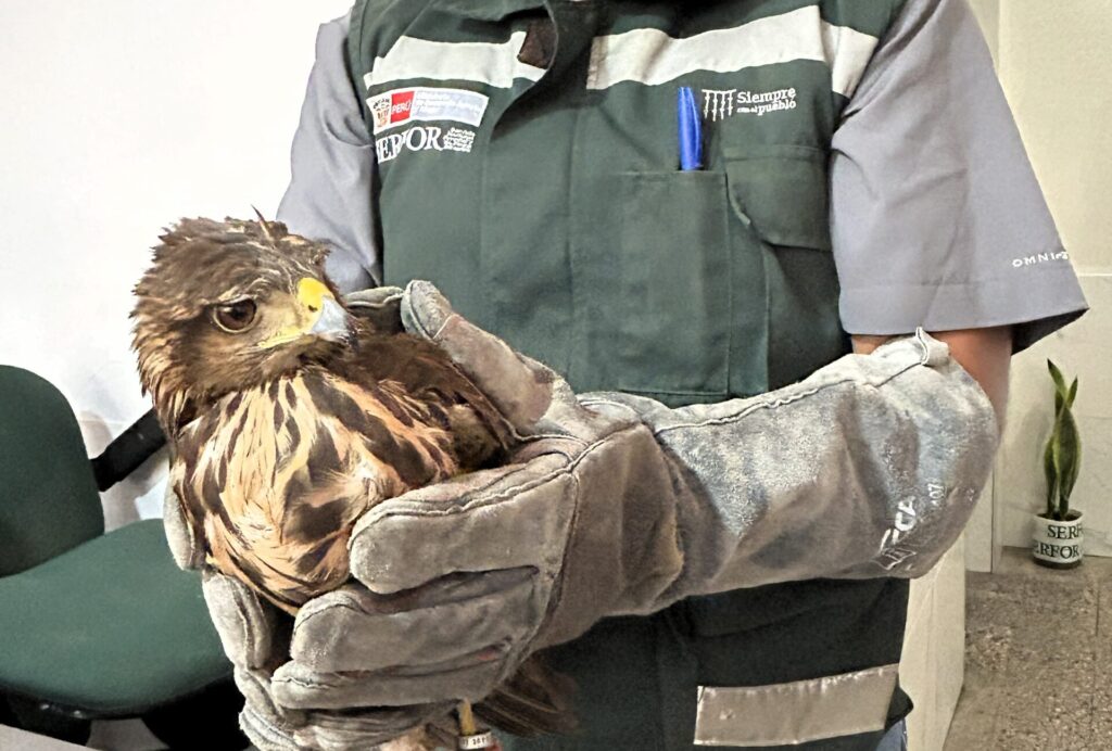 Serfor rescató 155 animales de fauna silvestre en Piura durante el 2025