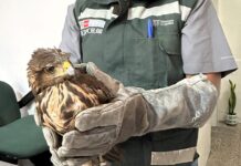 Serfor rescató 155 animales de fauna silvestre en Piura durante el 2025 Serfor rescató 155 animales de fauna silvestre en Piura durante el 2025