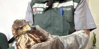 Serfor rescató 155 animales de fauna silvestre en Piura durante el 2025 Serfor rescató 155 animales de fauna silvestre en Piura durante el 2025