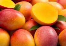 Producción de mango en Piura creció 55,8 % y alcanzó récord histórico en 2025 Producción de mango en Piura creció 55,8 % y alcanzó récord histórico en 2025