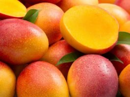 Producción de mango en Piura creció 55,8 % y alcanzó récord histórico en 2025 Producción de mango en Piura creció 55,8 % y alcanzó récord histórico en 2025