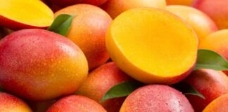 Producción de mango en Piura creció 55,8 % y alcanzó récord histórico en 2025 Producción de mango en Piura creció 55,8 % y alcanzó récord histórico en 2025