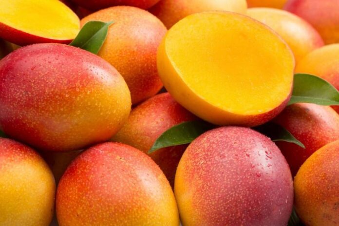 Producción de mango en Piura creció 55,8 % y alcanzó récord histórico en 2025 Producción de mango en Piura creció 55,8 % y alcanzó récord histórico en 2025