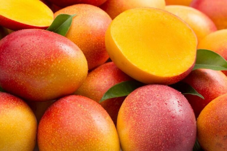 Producción de mango en Piura creció 55,8 % y alcanzó récord histórico en 2025