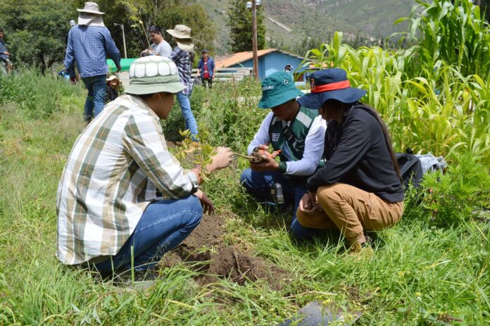 Reforestación en el país supera los 15 millones de plantones, según MIDAGRI