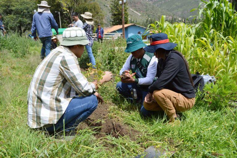 Reforestación en el país supera los 15 millones de plantones, según MIDAGRI