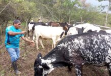 Piura: refuerzan vacunación de ganado para prevenir enfermedades de alto riesgo Piura: refuerzan vacunación de ganado para prevenir enfermedades de alto riesgo