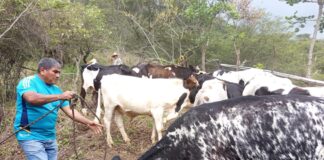 Piura: refuerzan vacunación de ganado para prevenir enfermedades de alto riesgo Piura: refuerzan vacunación de ganado para prevenir enfermedades de alto riesgo