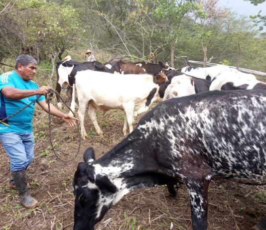 Piura: refuerzan vacunación de ganado para prevenir enfermedades de alto riesgo Piura: refuerzan vacunación de ganado para prevenir enfermedades de alto riesgo