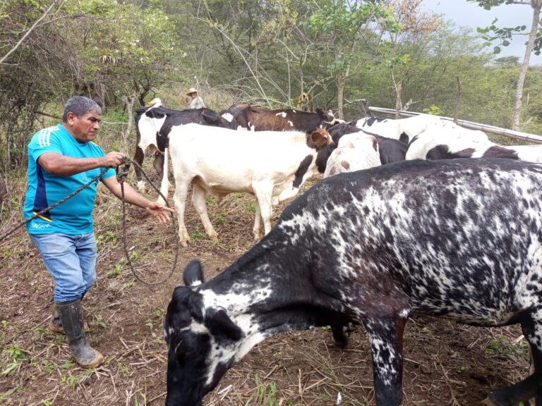Piura: refuerzan vacunación de ganado para prevenir enfermedades de alto riesgo