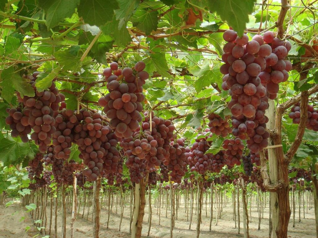 Piura se posicionó como la segunda mayor productora de uva durante 2025