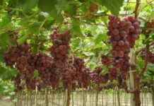 Piura se posicionó como la segunda mayor productora de uva durante 2025 Piura se posicionó como la segunda mayor productora de uva durante 2025