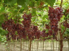 Piura se posicionó como la segunda mayor productora de uva durante 2025 Piura se posicionó como la segunda mayor productora de uva durante 2025