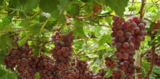 Piura se posicionó como la segunda mayor productora de uva durante 2025 Piura se posicionó como la segunda mayor productora de uva durante 2025