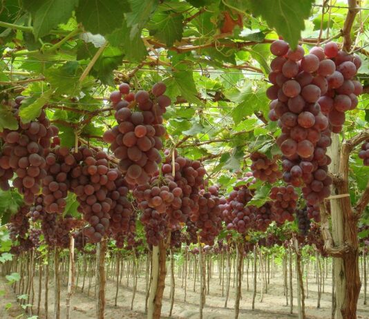 Piura se posicionó como la segunda mayor productora de uva durante 2025 Piura se posicionó como la segunda mayor productora de uva durante 2025