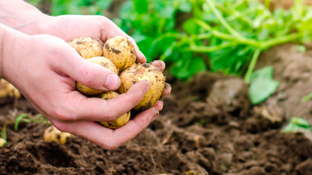 Nueva Ley Agraria: ADEX pide su reglamentación para fortalecer las agroexportaciones Nueva Ley Agraria: ADEX pide su reglamentación para fortalecer las agroexportaciones