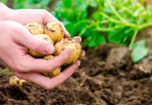 Nueva Ley Agraria: ADEX pide su reglamentación para fortalecer las agroexportaciones Nueva Ley Agraria: ADEX pide su reglamentación para fortalecer las agroexportaciones