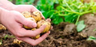 Nueva Ley Agraria: ADEX pide su reglamentación para fortalecer las agroexportaciones Nueva Ley Agraria: ADEX pide su reglamentación para fortalecer las agroexportaciones