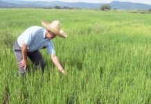 Producción de arroz en Piura alcanzó más de 516 mil toneladas en 2025 Producción de arroz en Piura alcanzó más de 516 mil toneladas en 2025