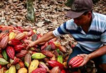 UNTRM desarrolla proyecto científico para mejorar la calidad del cacao peruano