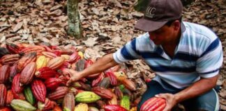 UNTRM desarrolla proyecto científico para mejorar la calidad del cacao peruano