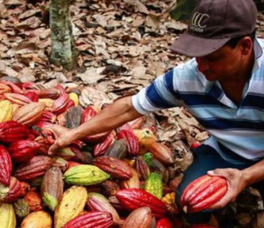 UNTRM desarrolla proyecto científico para mejorar la calidad del cacao peruano