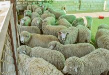 Piura impulsa la mejora genética ovina con entrega de reproductores