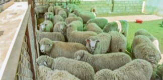 Piura impulsa la mejora genética ovina con entrega de reproductores