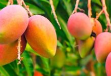 Exportaciones de mango peruano registran fuerte caída en la campaña 2025/2026