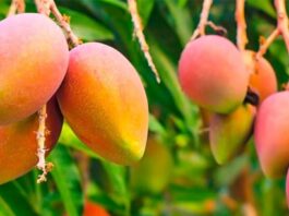 Exportaciones de mango peruano registran fuerte caída en la campaña 2025/2026